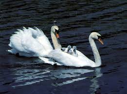 swans